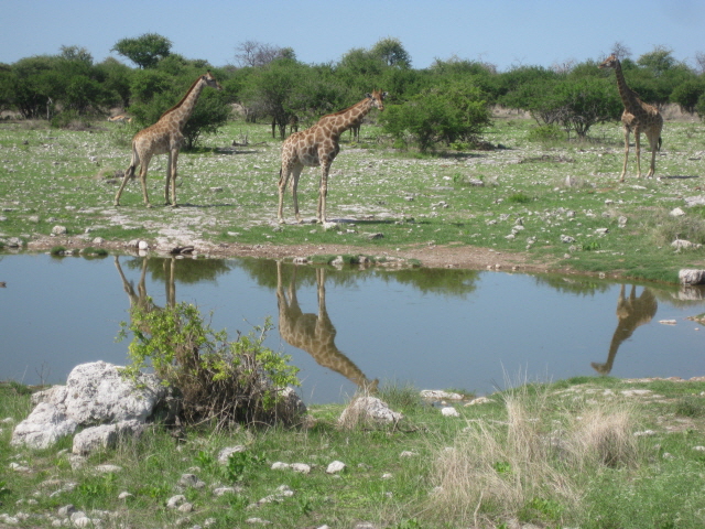 Etosha 433.jpg